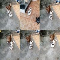 ราคา พ่อพันธุ์ชิวาว่ารับผสม (360623810)