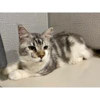 ราคา แมวเมนคูน ผู้ (360619704)