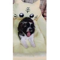 ราคา ลูกสุนัขชิสุแท้ตัวเมีย (360622119)