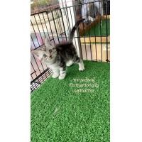 ราคา อเมริกันชอตแฮร์ (360612235)