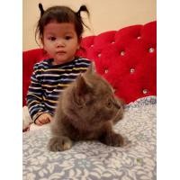 ราคา แมวสก็อตติช (360610601)