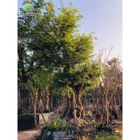 ราคา ต้นมะขาม (มือหนึ่ง) (360105678)