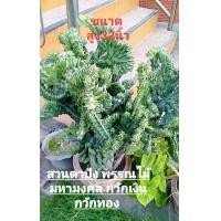 ราคา ต้นหยกกำแพงเมืองจีน กวักเงินกวักทอง (มือหนึ่ง) (360620263)