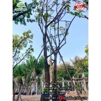 ราคา ต้นจิกน้ำ (มือหนึ่ง) (360615101)