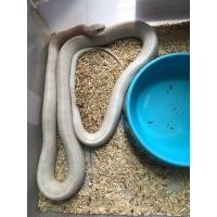 ราคา blizzard corn snake (360622388)