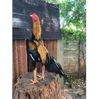 ราคา ไก่เหลืองหางขาว (360618202)