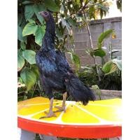 ราคา ไก่เขียวหางดำ (360618151)