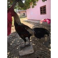 ราคา พม่าถอยเตะ แข้งเปล่าจัดๆแม่นเบิ้ล2-3ตลอด ตีตาแผลเดียวเน้นๆครับ (360438881)