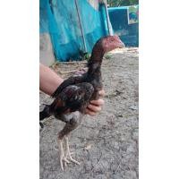 ราคา ง่อนญี่ปุ่น (360611690)