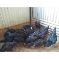 ราคา ไก่ประดู่หางดำเชียงใหม่ (360613040)