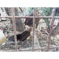 ราคา ไก้แจ้ผสมไก่ป่า (360610481)