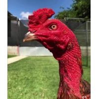 ราคา แบ่งลูกเยีย​ร์​สุวรรณ​ (360609069)