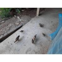 ราคา ลูกไก่ต่อหูขาว (357389399)