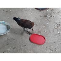 ราคา ไก่ต่อหูขาว รุ่น หนุ่มสาว (357389482)