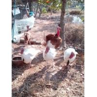 ราคา ขายลูกไก่งวง (360623734)