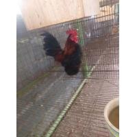 ราคา ขายไก่ซารามอ (360623232)