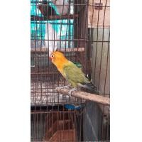 ราคา นกเลิฟเบิร์ดขอบตา (360603862)