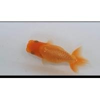 ราคา ปลาทองรันชู (360590369)