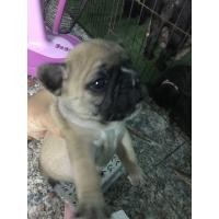 ราคา ขายลูกเฟรนด์บูลด็อก (360605852)