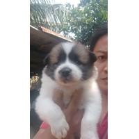 ราคา บางแก้วแท้ขนดีมีใบเพ็ดชาย (360604717)