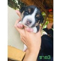 ราคา บีเกิ้ล (360603072)