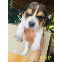 ราคา บีเกิ้ล (360603060)