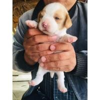 ราคา บีเกิ้ล (360603053)