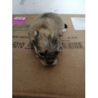 ราคา ลูกสุนัขปอมเปอร์เรเนียล สายพันธุ์แท้ อายุ 15 วัน เพศเมีย (0839280741) (มือหนึ่ง) (360595303)