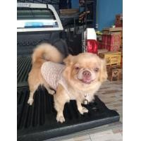 ราคา ชิวาว่าผสมปั๊ก เพศเมีย ขี้เล่น น่ารักมาก (360593516)