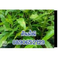 ราคา ต้นมั่งมี (มือหนึ่ง) (352852168)