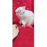 ราคา แมวเอ็กโซติก พ่อพันธ์Exotic พร้อมใบCFA (360605136)