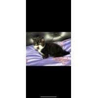 ราคา ขายลูกแมว exotic จมูกหล่น เพศผู้ (360601415)