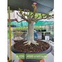ราคา ต้นชวนชม (มือหนึ่ง) (360599127)