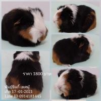 ราคา ขายหนูแกสบี้พันธุ์ซิลกี้ ส่งทั่วไทย (360604792)