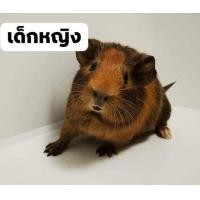 ราคา หนูแกสบี้ พันธ์อเมริกัน ช็อตแฮร์ (360595818)