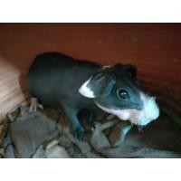 ราคา ขายหนูฮิปโปแคระเพศผู้ 3 เดือน (360592768)