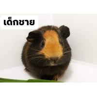 ราคา หนูแกสบี้ อเมริกัน ช็อตแฮร์ (360595713)