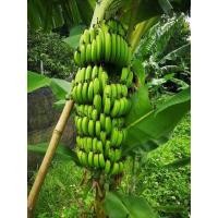 ราคา หน่อกล้วยหอมทองจักรพรรดิ์ (มือหนึ่ง) (347115356)