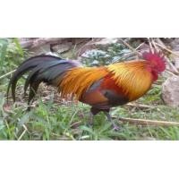 ราคา แบ่งไก่ต่อ ไก่ป่า ตัวผู้ตัวเมีย สวยๆ สำหรับเลี้ยงแบบธรรมชาติสวนลำใย หรือสวนผลไม้ (360017413)