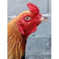 ราคา พม่าลีลาแข้งคม (360604530)