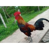 ราคา จ้าวดู่ ไก่แจ้สายไก่ป่า ขันเพาะ เชื่องๆ (356574230)