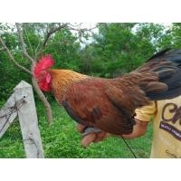 ราคา จ้าวเนียร์ ไก่แจ้สายไก่ป่า ขันเพาะๆไก่หนุ่ม เชื่องมากไป จับเล่นได้ (356573843)