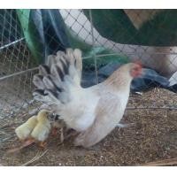 ราคา ไก่แจ้ แม่พันธุ์สีขาว รอยเล็กสวยๆเลี้ยงลูกเก่ง หายาก ไก่แจ้สายรีสอร์ท สวยงาม ไก่แจ้ให้ ขันเพาะ รืนหู (355855899)