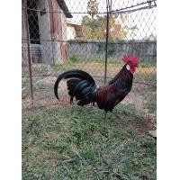 ราคา ขายไก่ต่อสีประดู่หูขาวสายหมาน (360596954)