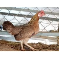 ราคา ขายไก่ตัวเมียหูขาว สายไก่ต่อ สามารถให้ลูกหูขาวได้ พร้อมไข่ (360028304)