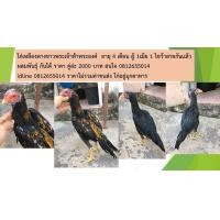 ราคา ลูกไก่เหลืองหางขาวพระเจ้าห้าพระองค์ (360593391)