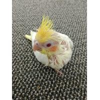 ราคา ลูกป้อนค็อกคาเทล (360583823)