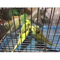 ราคา นกหงส์หยก (360582721)