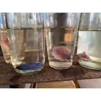 ราคา ปลากัดแฟนชีฮาฟมูนหูช้าง (360587561)