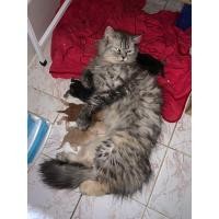 ราคา แมวลูกครึ่งเมนคูน (360581333)